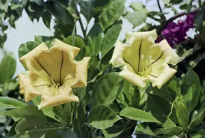 Mozambique: Flowers of Mozambique