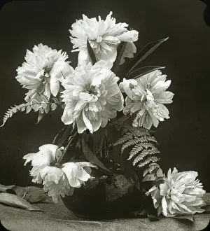 Peonies: Flowers - Peony