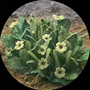 Clump: Flowers - Primroses