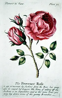 Calender: Flowers - The Provence Rose