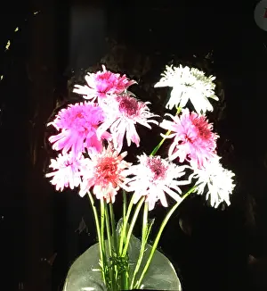 Pyrethrum: Flowers - Pyrethrum, red