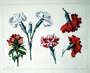Oiseaux: Flowers - Red and white Carnations