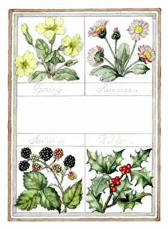 Blackberry: Flowers of the Four Seasons