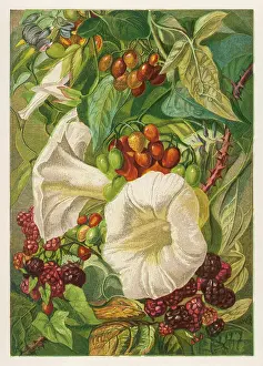 Blackberries: FLOWERS SEPT & OCT 1863