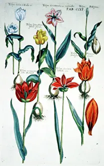 Ilustration: Flowers - Tulips