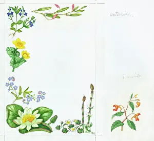 Polygonum: Flowers of the Waterside - kingcup, etc