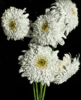 Pyrethrum: Flowers - White Pyrethrum