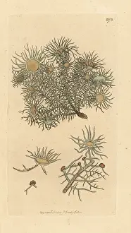 Floridus: Flowery lichen, Usnea florida