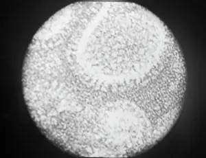 Virus: Flu virus