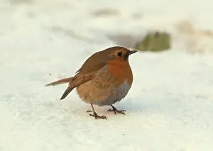 Fluffed: Fluffed up Robin in the snow