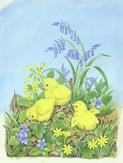 Rogerson: Three fluffy chicks amongst spring flowers