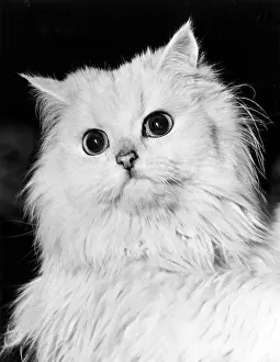 Matted: Fluffy white cat
