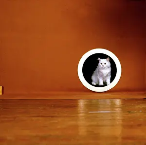 Robin Adler: Fluffy white cat in studio portrait