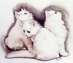 Kits: Three Fluffy white kittens