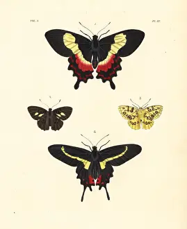 Ventral: Fluminense swallowtail, Anteros acheus and Parides agavus