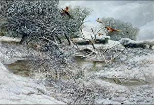 Pheasants: Flush of Pheasants in Snow