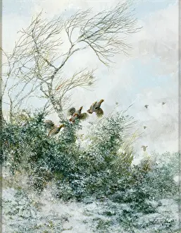 Pheasants: Flush of Pheasants in Snow