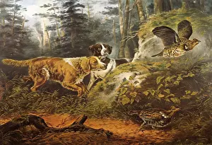 Canines: Flush'd