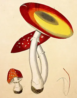 Agaric: Fly agaric