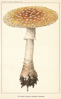 Agaric: Fly Agaric