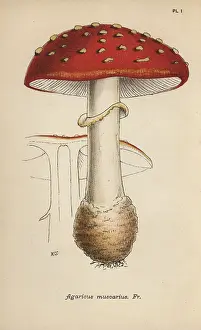 Mordecai: Fly agaric, Agaricus muscarius