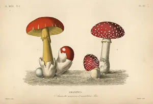 Mycology: Fly agaric mushroom and imperial mushroom