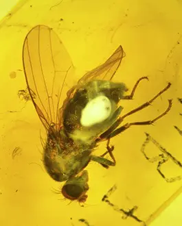 Amber: Fly in amber