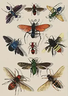 Anthropods: Fly and Bumblebee