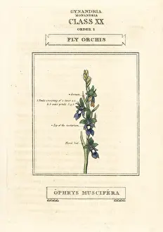 Orchis: Fly orchid, Ophrys insectifera