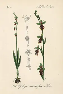 Ophrys: Fly orchid, Ophrys insectifera