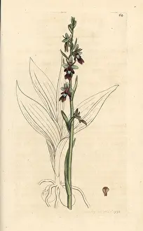 Orchis: Fly orchid, Ophrys insectifera