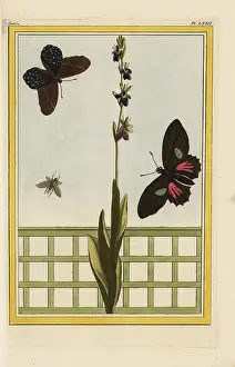 Forme: Fly orchid, Ophrys insectifera