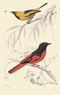Muscicapa: Two Flycatchers