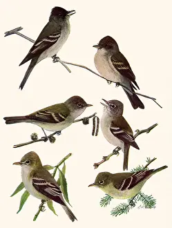Flycatcher: Flycatchers, Wood Pewee
