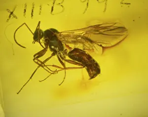 Amber: Flying ant amber