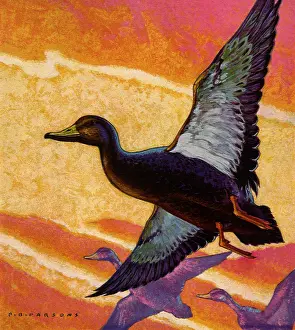 Soar: Flying Birds