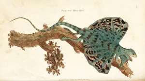 Volans: Flying dragon, Draco volans