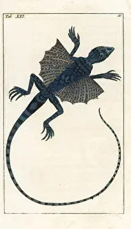 Volans: Flying dragon, Draco volans