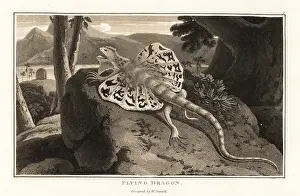 Zoography: Flying dragon, Draco volans, basking on a rock
