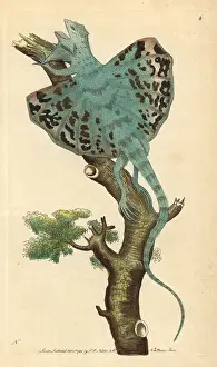Volans: Flying dragon, a type of gliding lizard, Draco volans