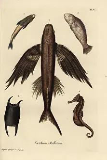 Seahorse: Flying fish 1, suckerfish 2, barramundi 3