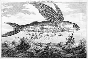 Shoal: FLYING FISH/1752
