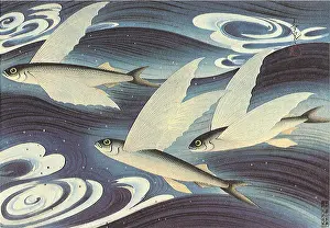 Swirling: Flying Fish