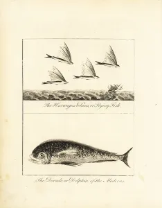 Stedman: Flying fish and dolphin