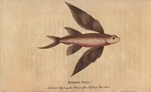 Volitans: Flying fish, Exocoetus volitans