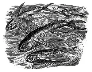 Hemingway: Flying fish from The Old Man and the Sea