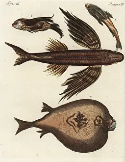 Remora: Flying fish, suckerfish and boxfish