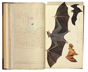 Eared: Flying fox and myotis species
