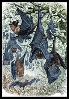 Bats: Flying Foxes, Illustration