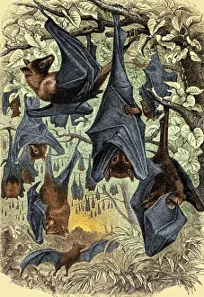 Bats: Flying Foxes, Illustration